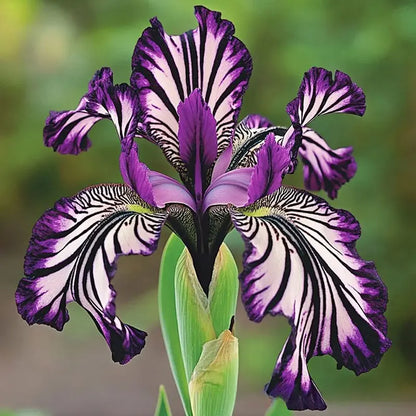 Orchid Seeds | 1000pcs Per Bag