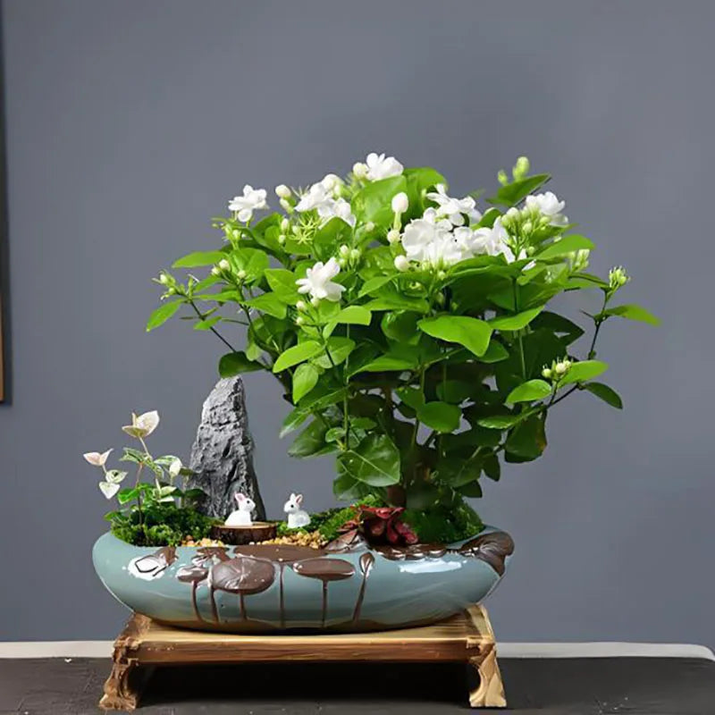 Bonsai flowers Seeds | 10 Grams Per Bag