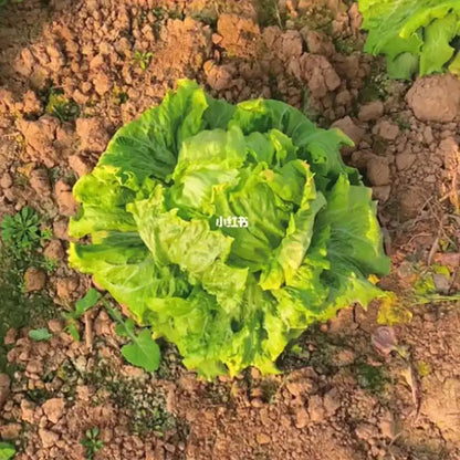 Vegetable Seeds | 10 Grams Per Bag