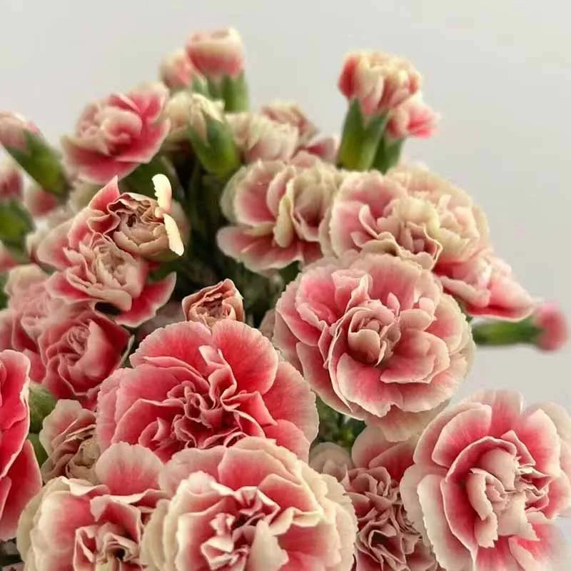 Carnation Seeds | 528pcs Per Bag