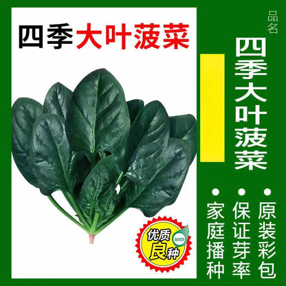 Vegetable Seeds | 10 Grams Per Bag