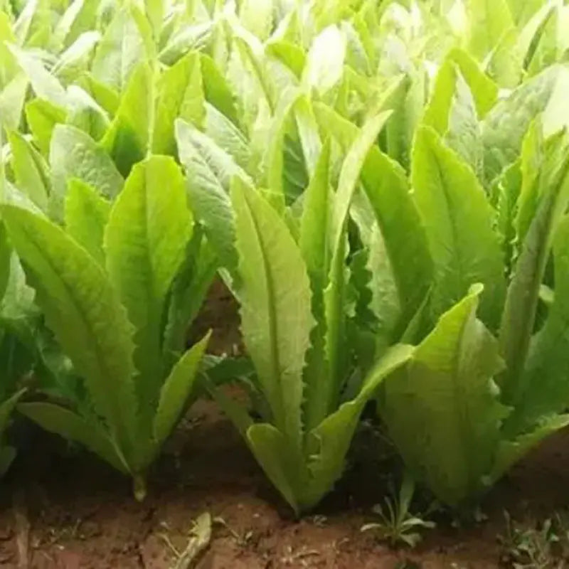 Vegetable Seeds | 10 Grams Per Bag