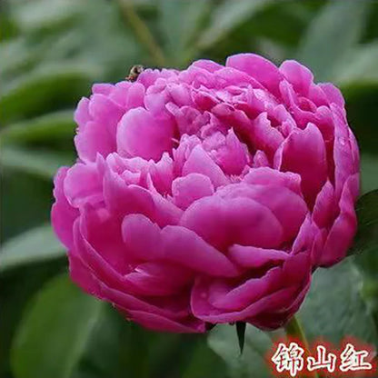 Peony Seeds | 100pcs Per Bag