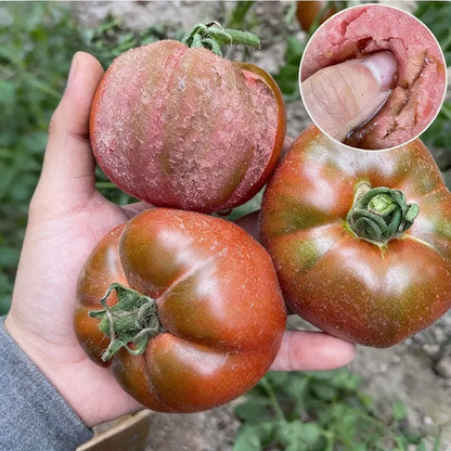 Tomato Seeds | 100pcs Per Bag