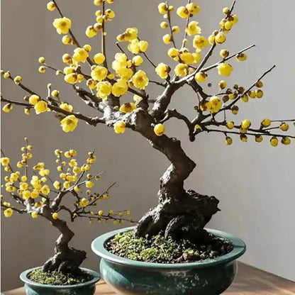 Bonsai flowers Seeds | 10 Grams Per Bag