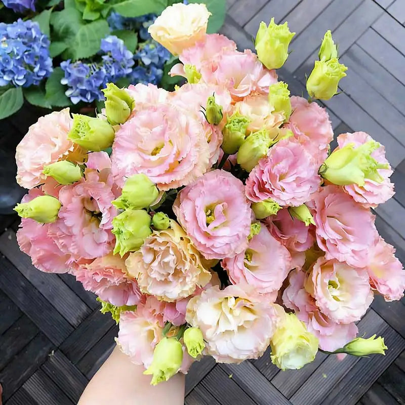 Eustoma grandiflorum Seeds | 1000pcs Per Bag