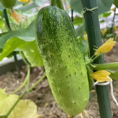 Cucumber Fruits Seeds | 10 Grams Per Bag