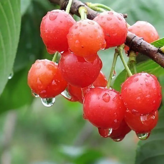 Cherries Seeds | 200pcs Per Bag