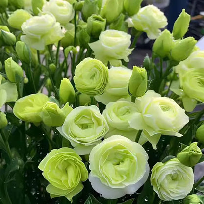 Eustoma grandiflorum Seeds | 500pcs Per Bag