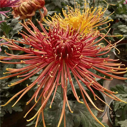 Chrysanthemum Seeds | 500pcs Per Bag