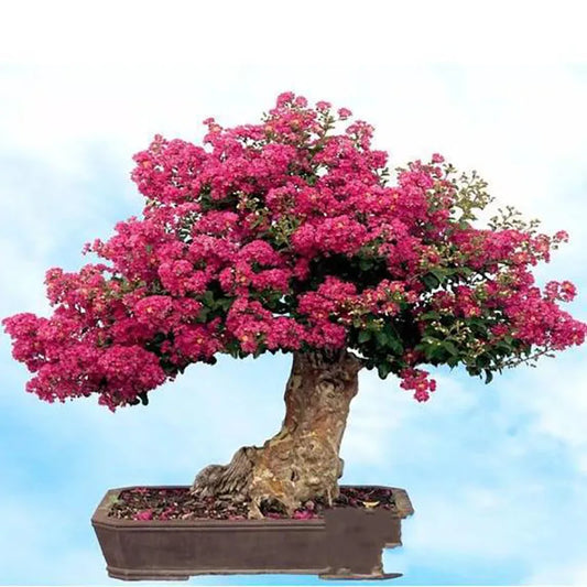 Bonsai flowers Seeds | 10 Grams Per Bag