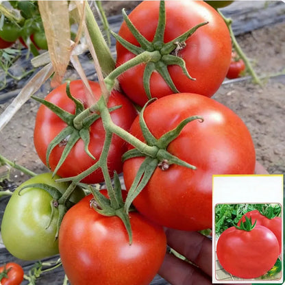 Tomato Seeds | 100pcs Per Bag
