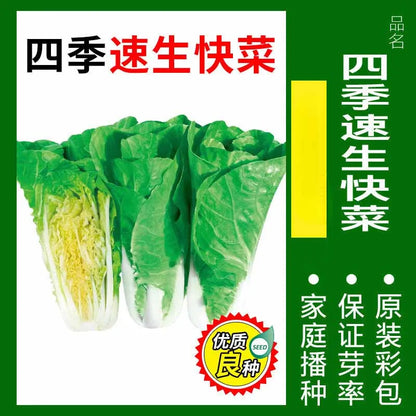 Vegetable Seeds | 10 Grams Per Bag