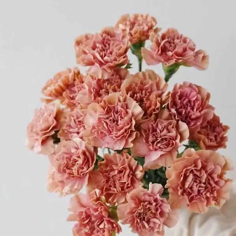 Carnation Seeds | 528pcs Per Bag