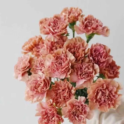 Carnation Seeds | 528pcs Per Bag