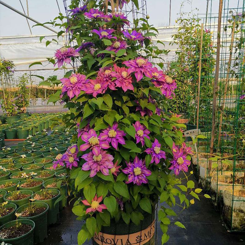 Clematis Flower Vine Seed  | 188pcs Per Bag