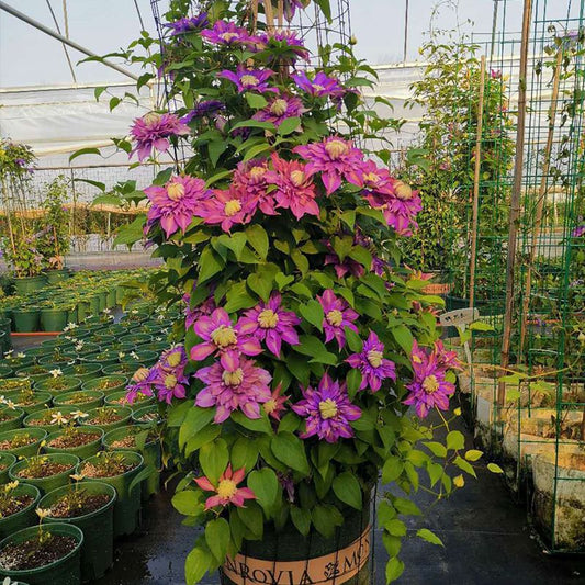 Clematis Flower Vine Seed  | 188pcs Per Bag