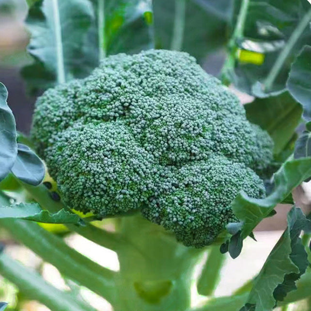 Broccoli Seeds | 300pcs Per Bag
