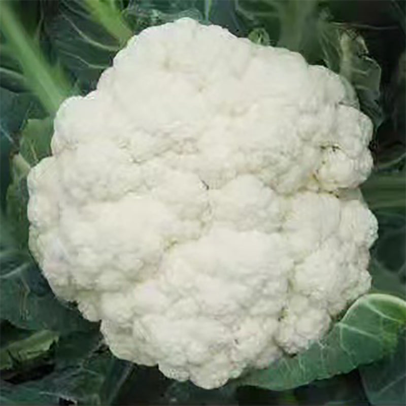 Broccoli Seeds | 300pcs Per Bag
