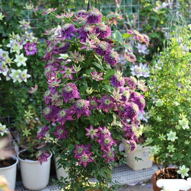 Clematis Flower Vine Seed  | 188pcs Per Bag