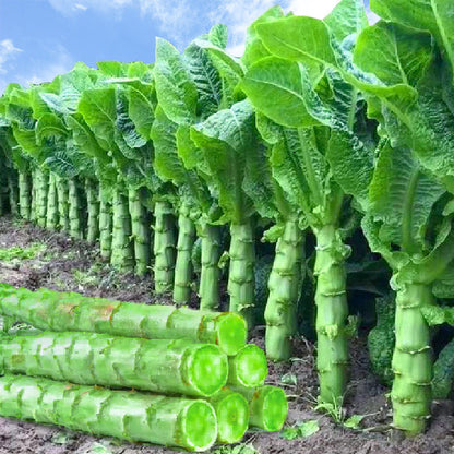 Asparagus lettuce Seeds | 1500pcs Per Bag