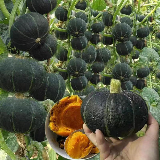Pumpkin Seeds | 25pcs Per Bag