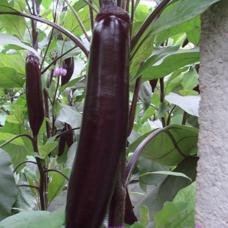 Eggplant Seeds | 300pcs Per Bag