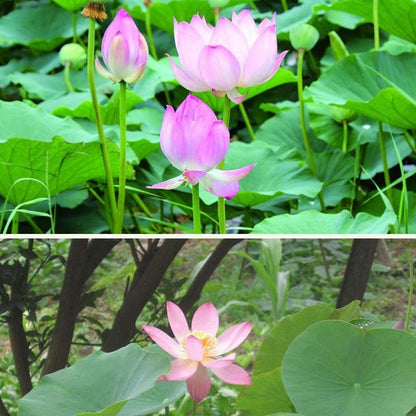 Bowl lotus | Miniature lotus Seed |50pcs Per bag