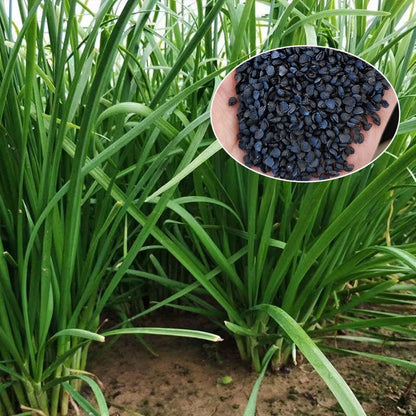 Leek Seeds | 1000pcs Per Bag