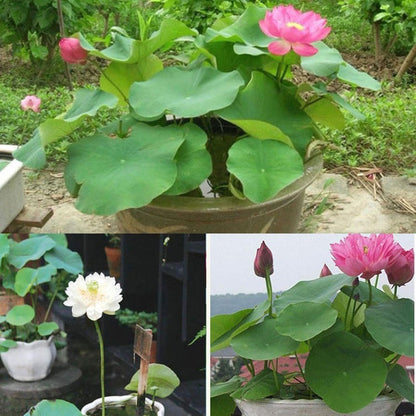 Bowl lotus | Miniature lotus Seed |50pcs Per bag