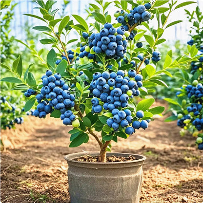 Blueberry Seeds | 100pcs Per Bag
