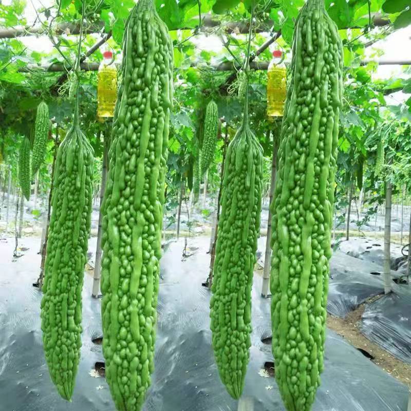 Bitter Gourd Seeds | 10pcs Per Bag