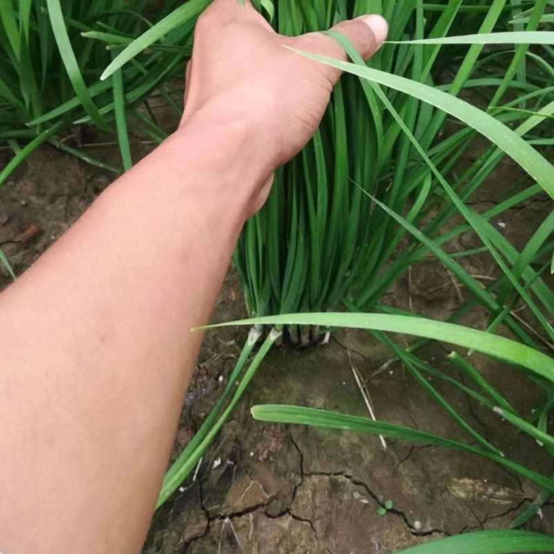 Leek Seeds | 1000pcs Per Bag