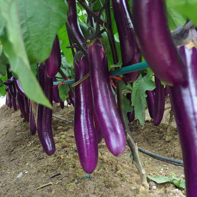 Eggplant Seeds | 300pcs Per Bag
