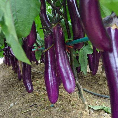 Eggplant Seeds | 300pcs Per Bag