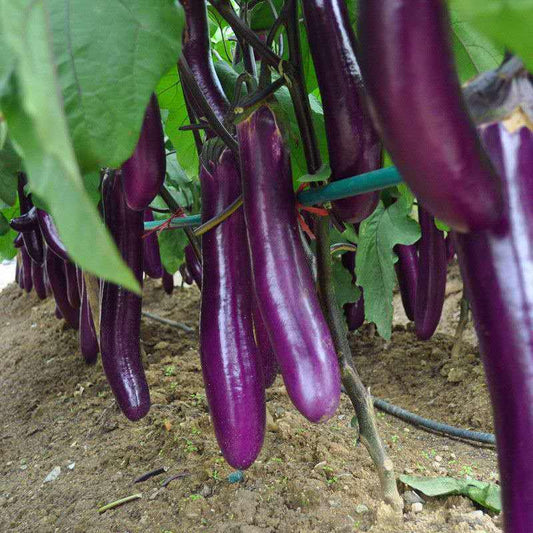 Eggplant Seeds | 300pcs Per Bag