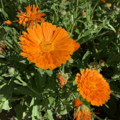 Calendula seeds | 1000pcs Per Bag