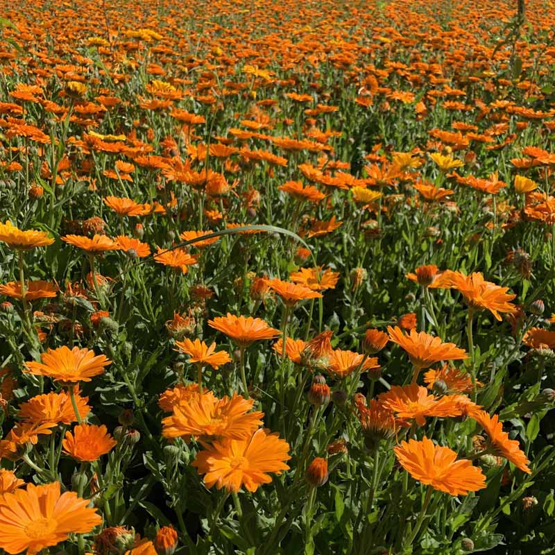 Calendula seeds | 1000pcs Per Bag