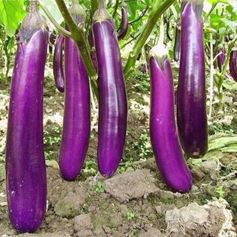 Eggplant Seeds | 300pcs Per Bag
