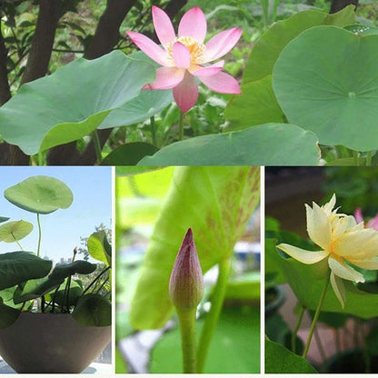 Bowl lotus | Miniature lotus Seed |50pcs Per bag