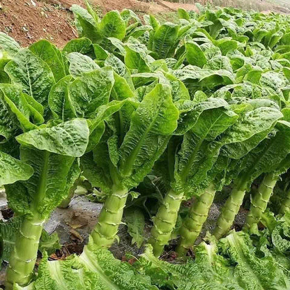 Asparagus lettuce Seeds | 1500pcs Per Bag