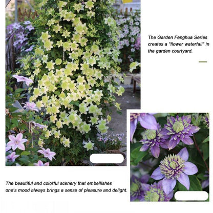 Clematis Flower Vine Seed  | 188pcs Per Bag