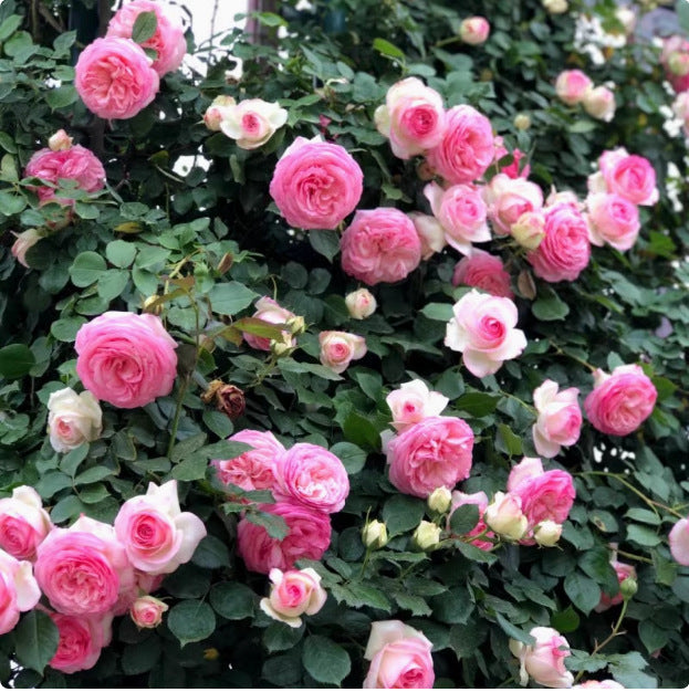 Rose Seeds