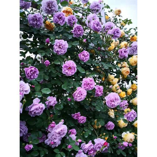 Rose Seeds
