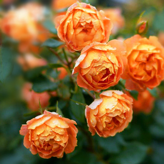 Rose Seeds