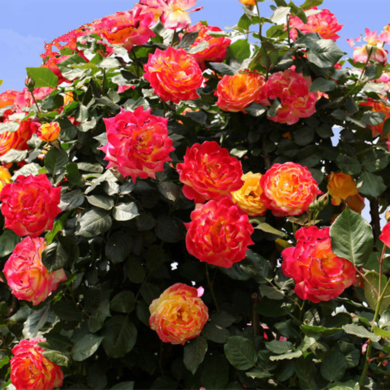 Rose Seeds