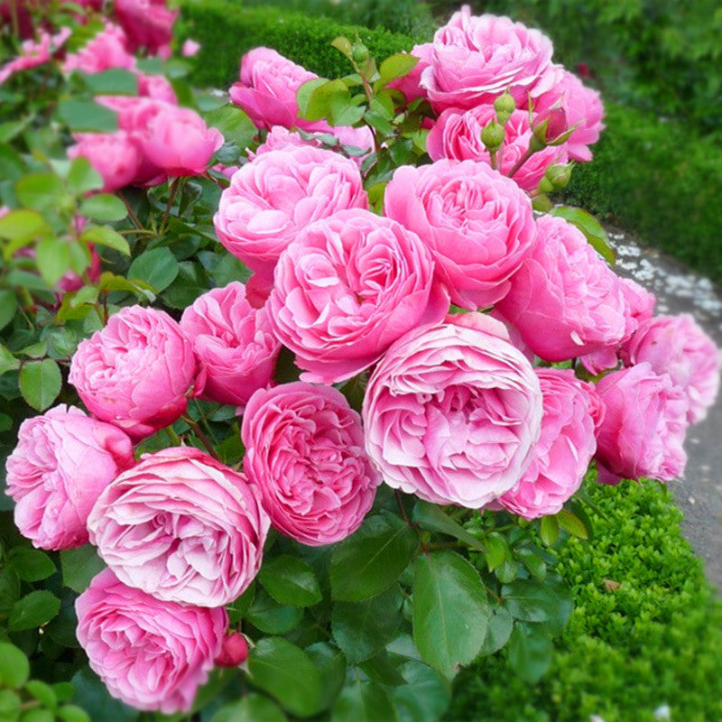 Rose Seeds