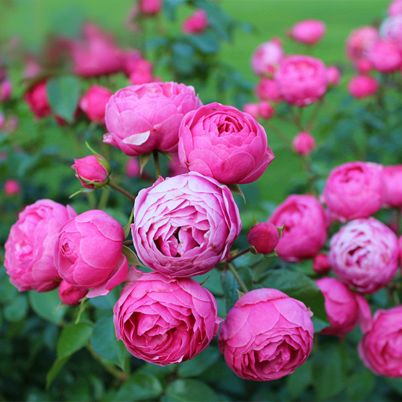 Rose Seeds