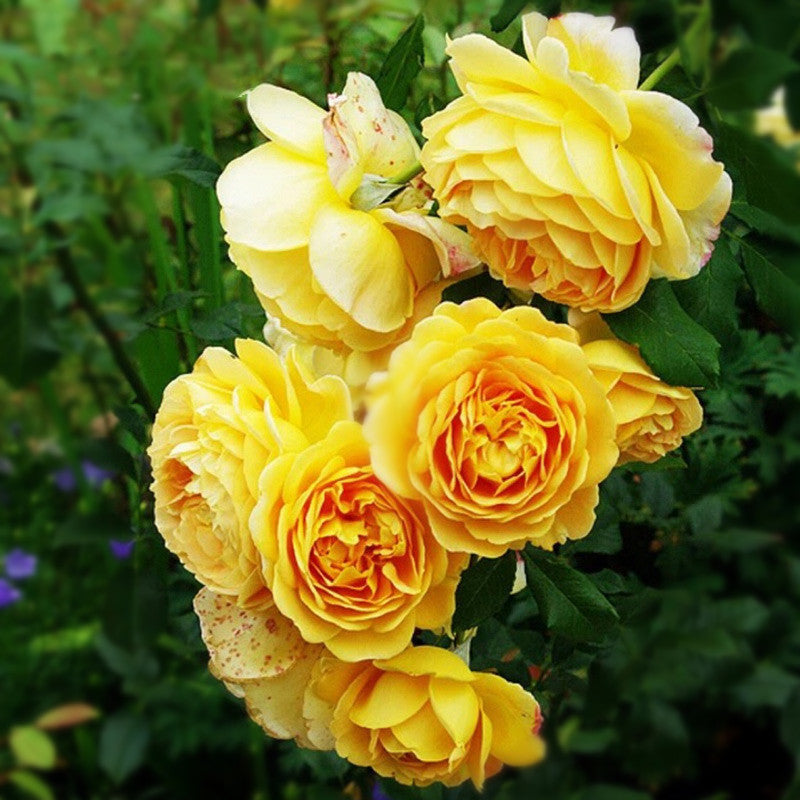 Rose Seeds