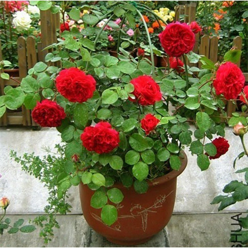 Rose Seeds